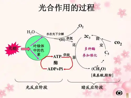 能量之源——光和光合作用 光合作用的过程 o2 h2o 叶绿体 中的色 素