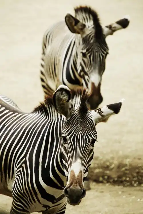斑马图片 野生动物,斑马, _ 图片网