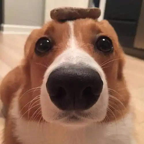 sparkle小柯基萌丧的撒娇方式软化了我的心