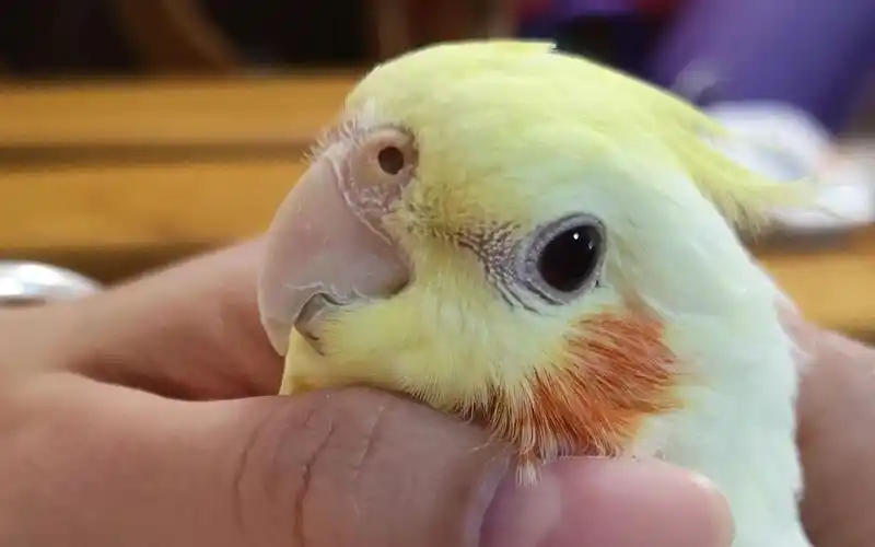 【腮红鸡】冬日最佳暖手鸡!_哔哩哔哩 (゜-゜)つロ 干杯~-bilibili