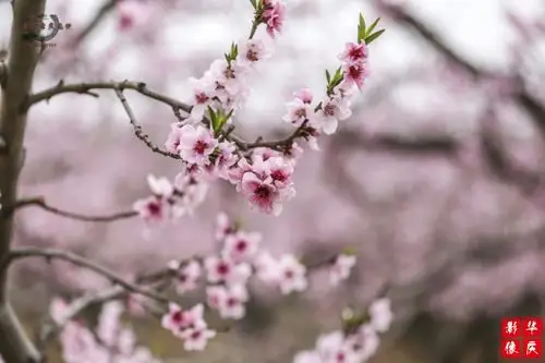 2016年4月8日—20日 2016保定坨南桃花节地点:河北保定满城区坨南乡