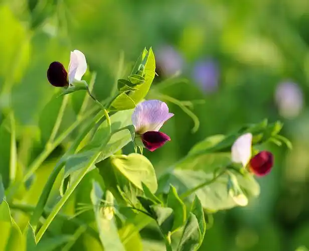 又至豌豆花开时 - 美篇