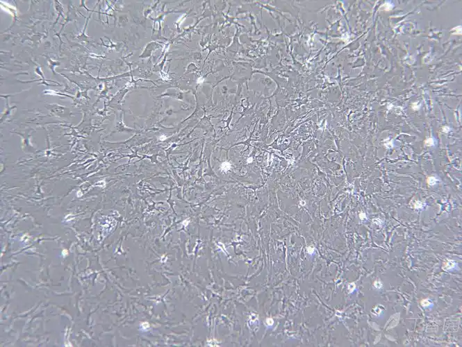 星形胶质细胞传代 - 细胞技术讨论版 - 专业医生社区,医学,药学,生命