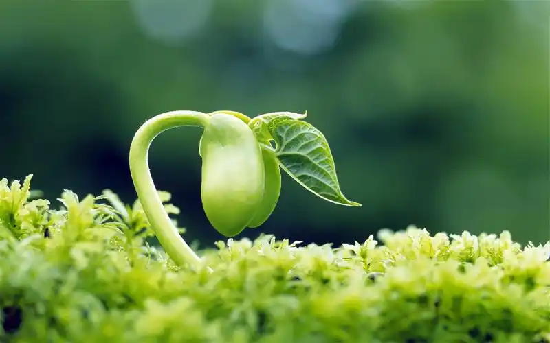 小清新绿色嫩芽特写图片桌面护眼壁纸高清 第二辑