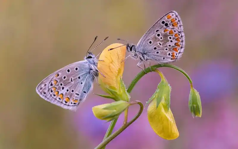 壁纸 两只蝴蝶,黄色的花 1920x1200 hd 高清壁纸, 图片, 照片
