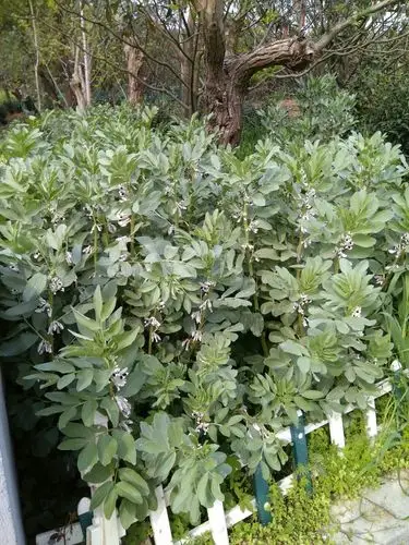 蚕豆开花黑良心