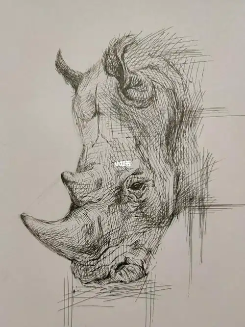 中性笔画犀牛