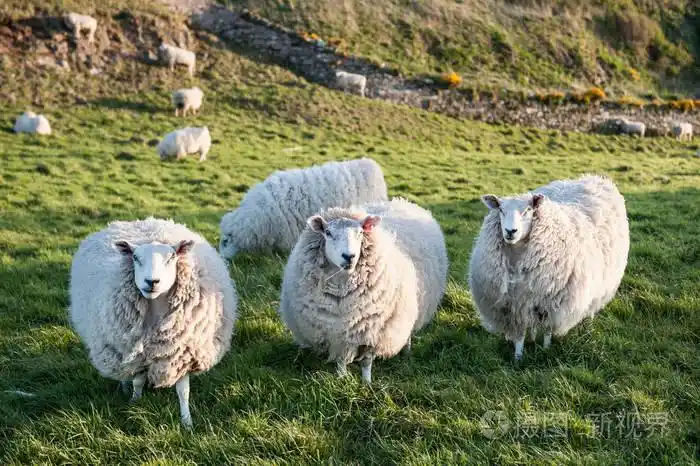 三只羊.羊在草地上照片-正版商用图片0tsvzp-摄图新视界