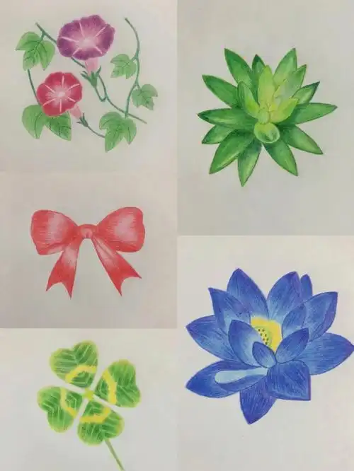 简笔画牵牛花荷花四叶草简易彩铅画