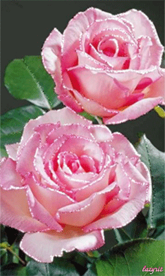 gif# #鲜花# #玫瑰# 灬铃兰灬采集