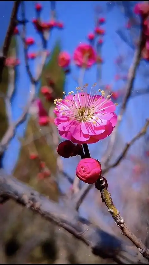 傲雪寒梅独自开,唯有伊人暗香来;懂得红梅通彻骨,梅花香自苦寒来.