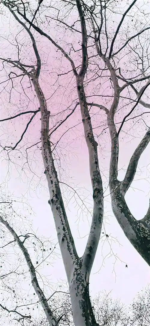 壁纸宝你该换壁纸啦