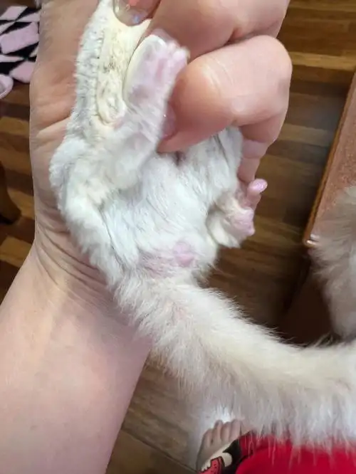 蜜袋鼯掉毛什么情况母的和公的一起养