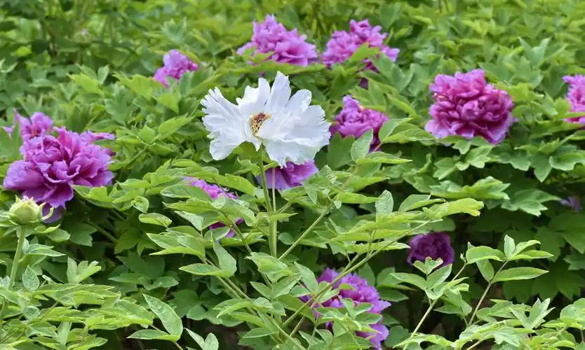 又到牡丹花开季节_人民公园_文明_花草