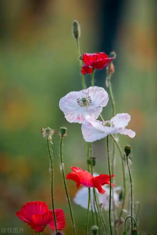 惊艳漂亮花朵大图壁纸素材,自然花海风光