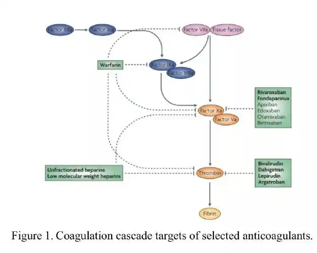 在正常情况下,凝血蛋白以非活性形式在血液中循环.