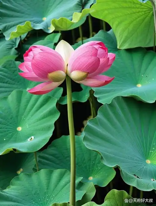 据说一万朵荷花里才会有一朵并蒂莲,然而在成都北城的这个公园里却有