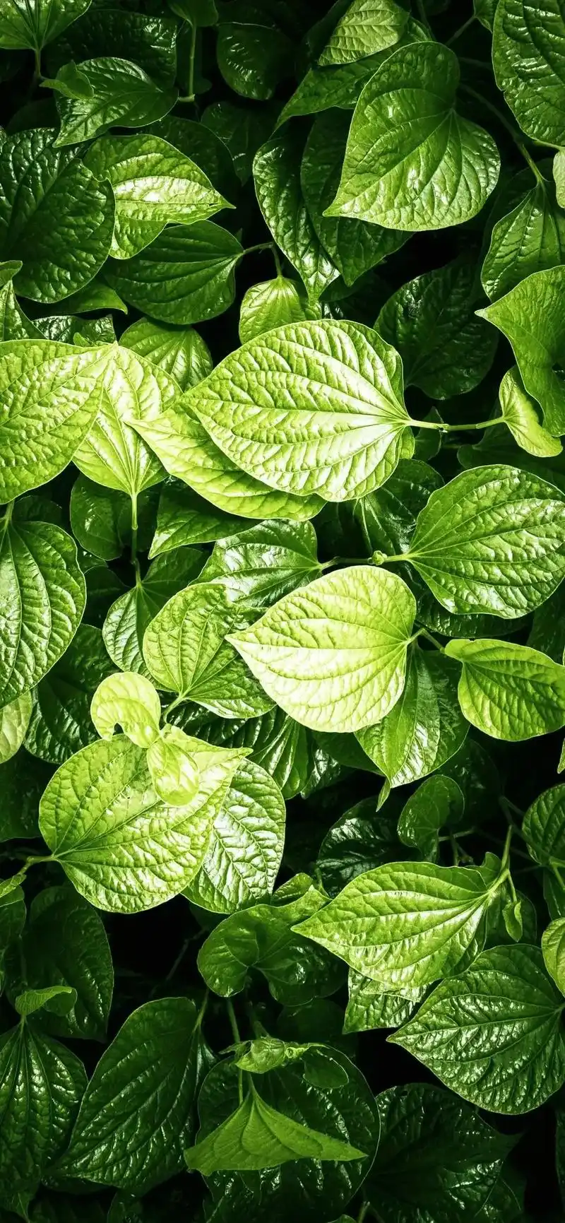 全面屏壁纸高清|抖音手机壁纸原图