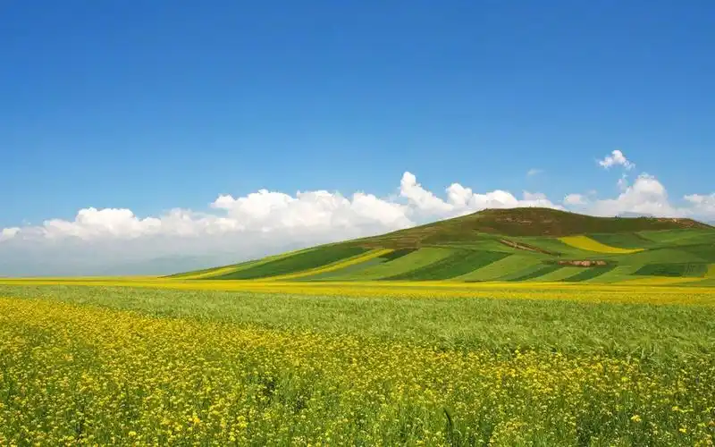 高清护眼绿色草原图片桌面壁纸