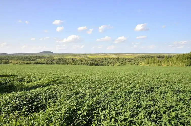 草甸子,是湿地的一种,小兴安岭的山很少有很高险山峰,山间的洼地就会
