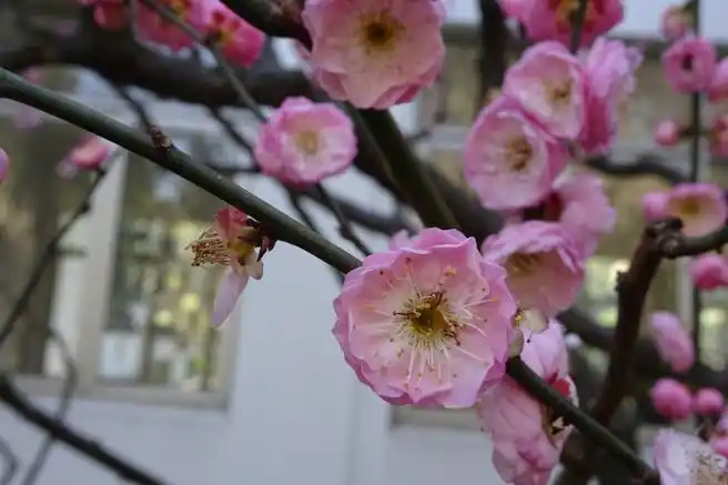 梅花佳品银红台阁