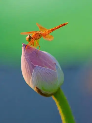 映日荷花别样红 摄影/傅备镖
