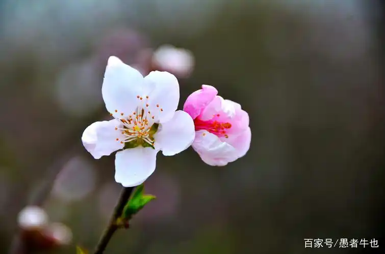 桃花年年开 好运年年来 天天桃花运 月月福禄进