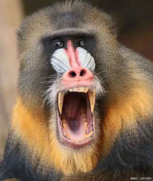 相貌诡异犬齿奇长灵长动物中战斗力强大的山魈却几乎只吃素食