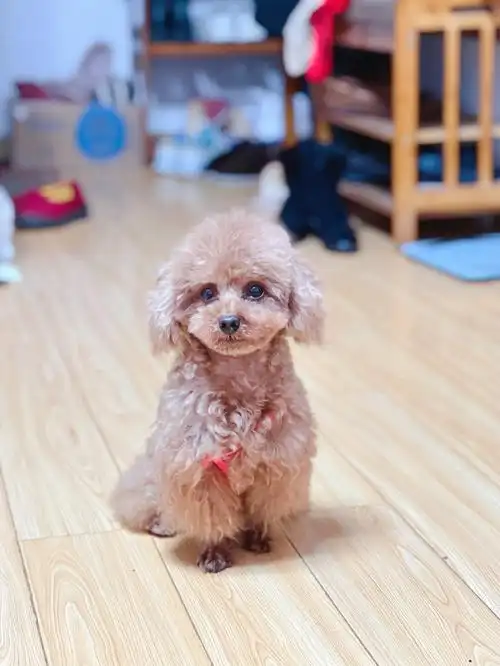 长沙,5岁4斤小体公泰迪配种!需配成功后给一只小狗!