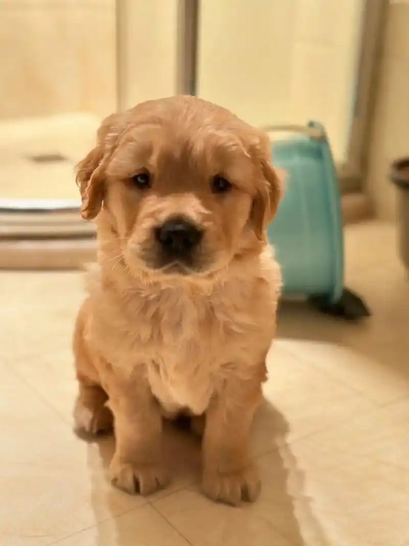 小奶狗时隔一个月半月变成帅哥啦#金毛 #狗狗 # - 抖音