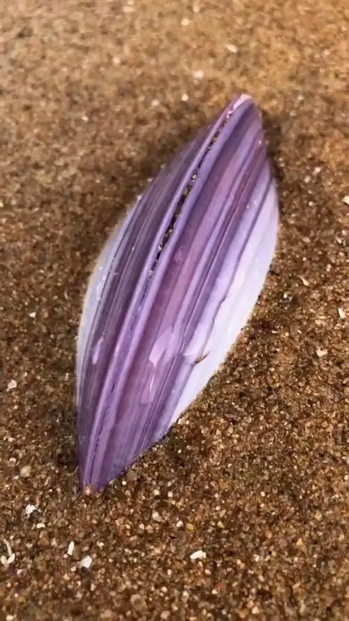 今天在沙滩上发现了一个紫色的贝壳,真的太漂亮了!