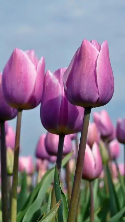 花卉草木 - 堆糖,美图壁纸兴趣社区