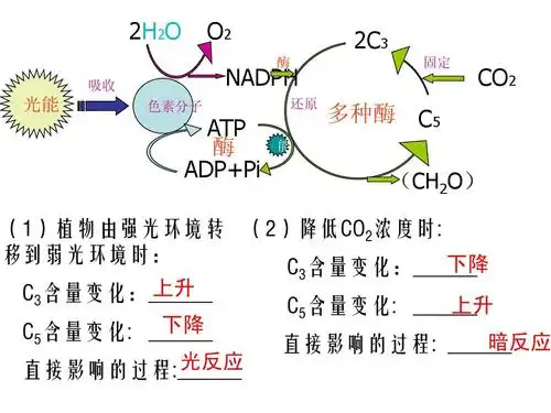 影响光合作用的因素及应用