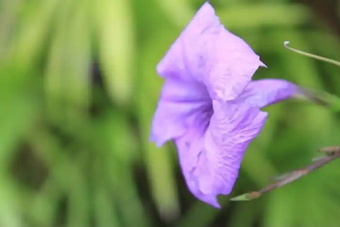 蓝紫色的喇叭花