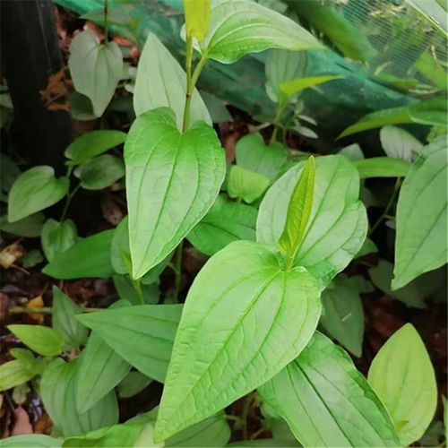 三白草 塘边藕 白面姑 白舌骨 新鲜一白二白 白头翁 百节藕种苗--爱鉴