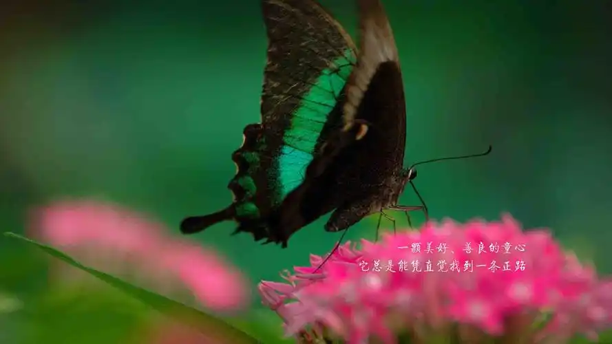 青春正能量唯美励志文字,其他矢量-回车桌面