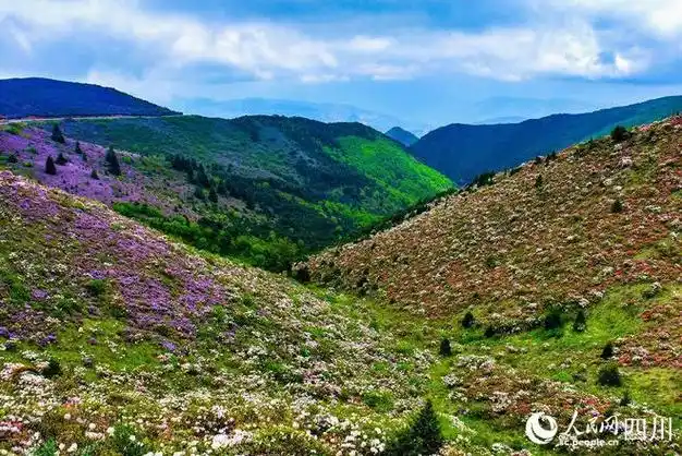 四川凉山10万亩索玛花次第开放 美不胜收