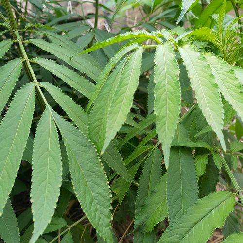 新鲜接骨草 中草药八棱麻 走马风草药 小接骨丹 陆英枝叶500克