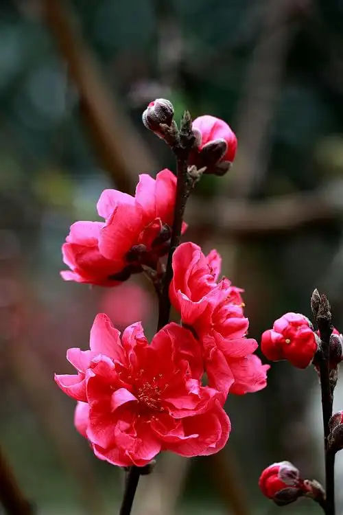 三月桃花红艳艳