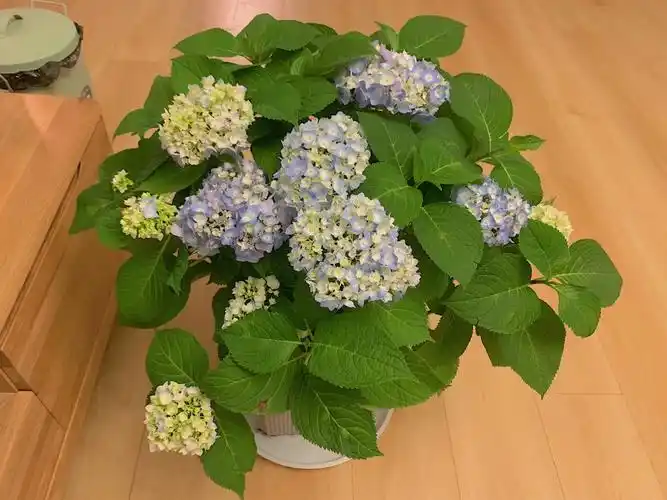 市场带回来45元的绣球花