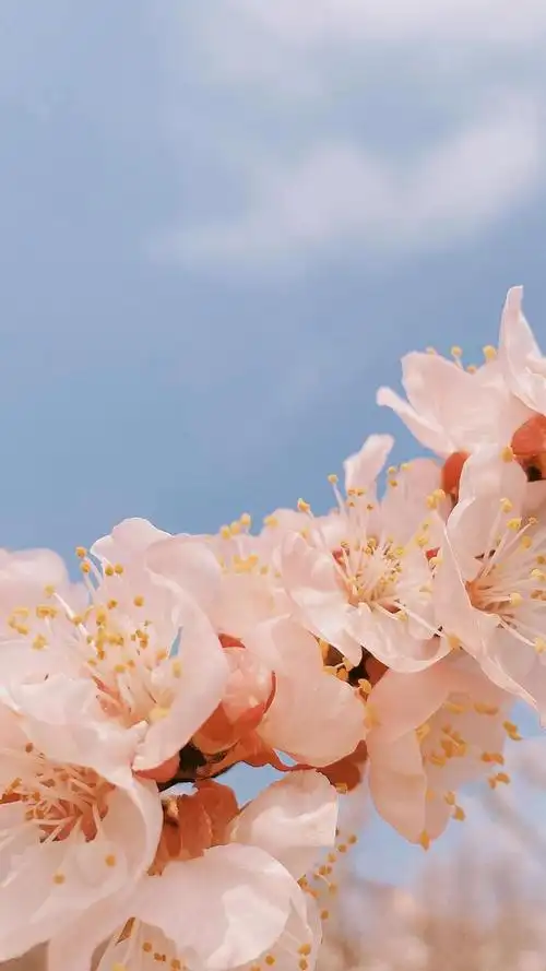 治愈人心的樱花,高清图片,植物-回车图片