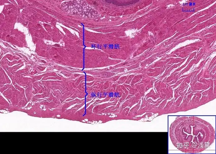 8.食管(纵行平滑肌,环形平滑肌,食管腺)7.