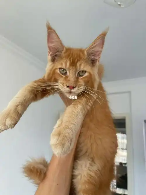 吸引点流量而已,莫怪莫怪d25红金无纹弟弟,金渐层色#缅因  #缅因猫