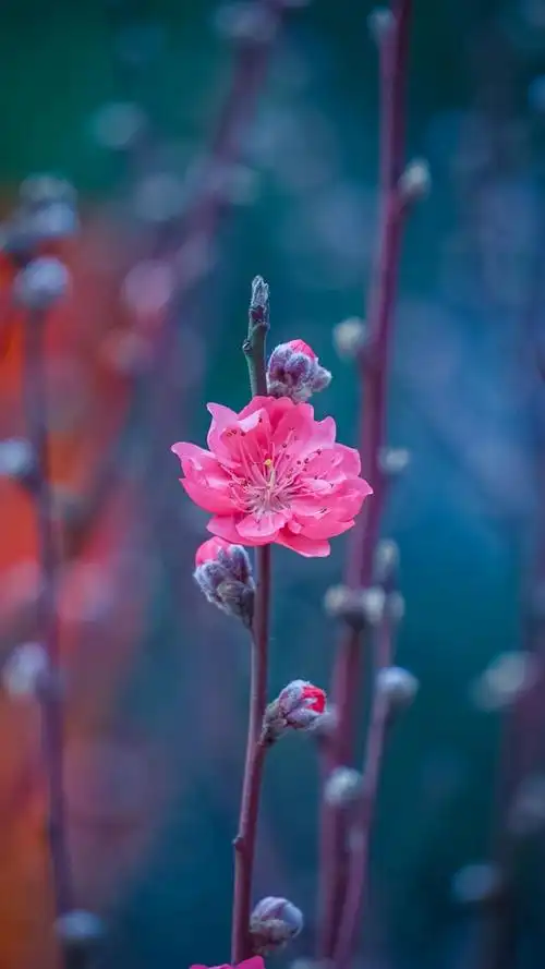 红色桃花唯美意境图片,高清图片,手机锁屏桌面-壁纸族
