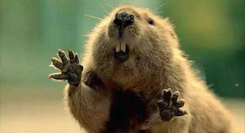 加拿大国宝是什么