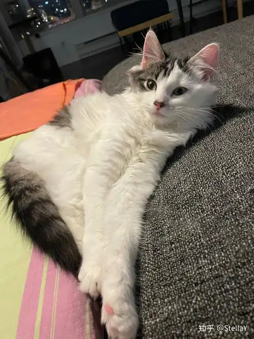 布偶串美短孩子长大啥样呢