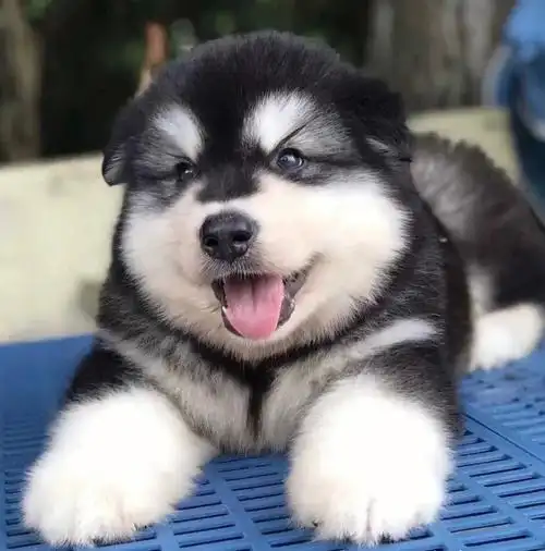 阿拉斯加幼犬宝宝需要主人过来领养咯