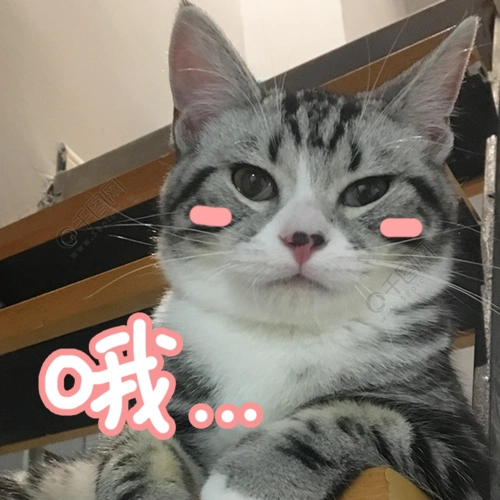 可爱呆萌搞怪猫咪拍摄图表情包
