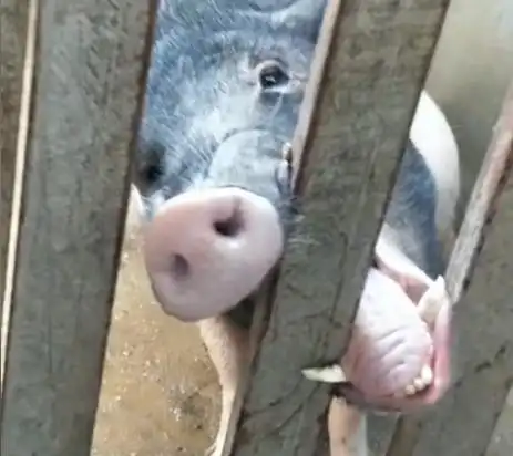 "猪兄,需不需要让我帮帮你啊?"哈哈哈就差一把孜然了