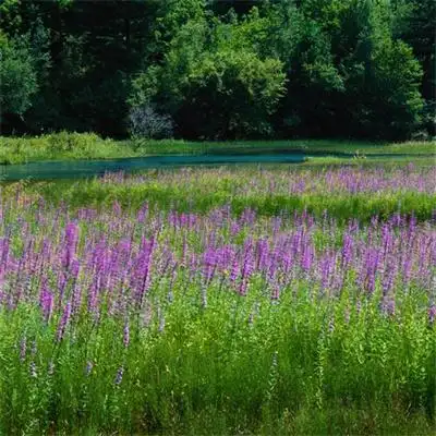 最新旺财最好看的青山绿水风景头像 发财山水风景微信头像2022_风景